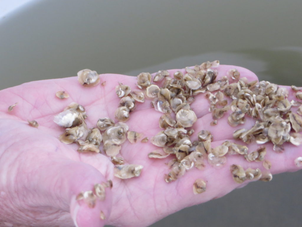 Rosa Zirlatt scoops up a handful of baby oysters to show the curious bloggers. 